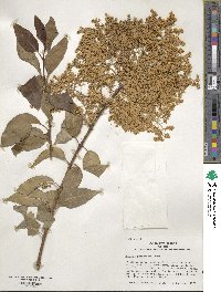 Syringa reticulata subsp. pekinensis image