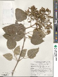 Syringa reticulata subsp. pekinensis image