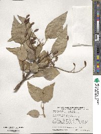 Syringa reticulata image