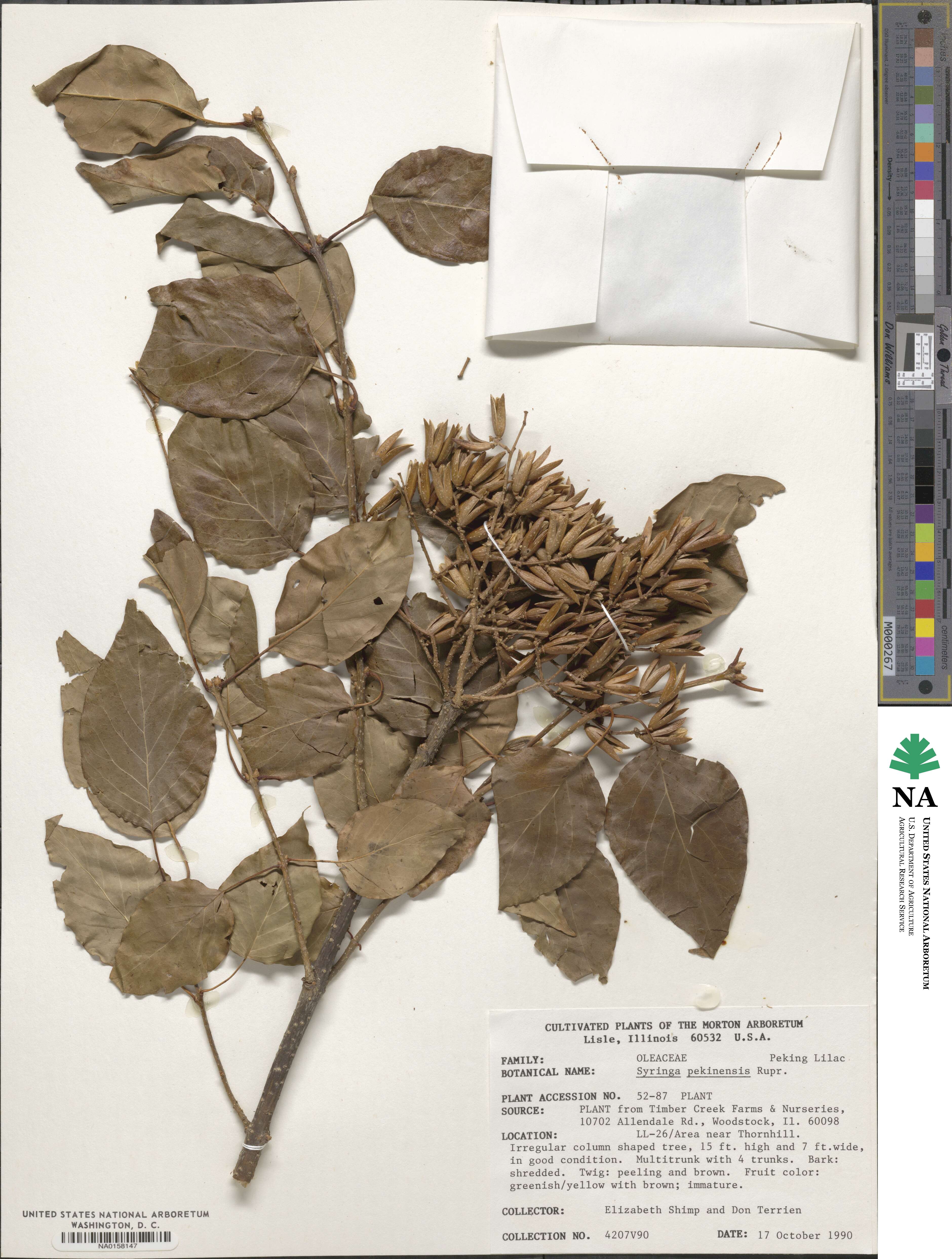 Syringa reticulata subsp. pekinensis image