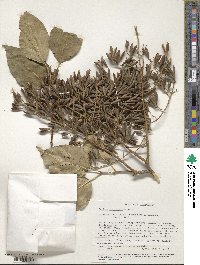 Syringa reticulata subsp. pekinensis image