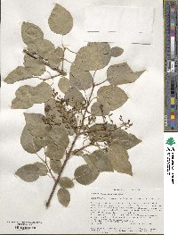 Syringa reticulata image