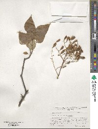 Syringa reticulata subsp. pekinensis image