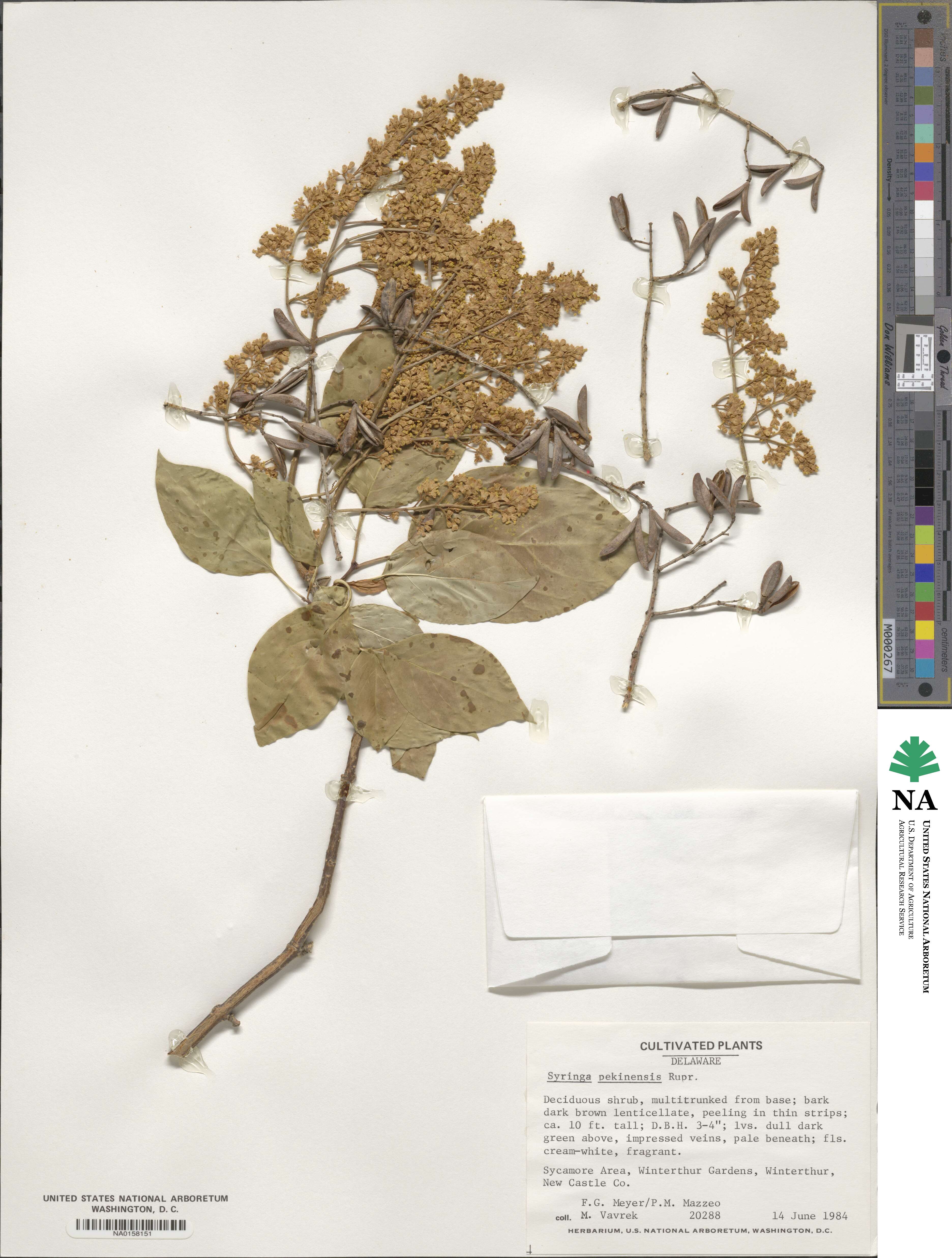 Syringa reticulata image