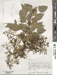 Syringa reticulata subsp. pekinensis image