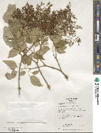 Syringa reticulata subsp. pekinensis image