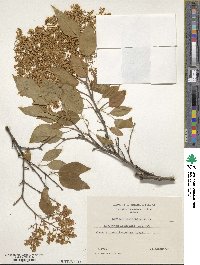 Syringa reticulata subsp. pekinensis image