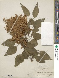 Syringa reticulata subsp. pekinensis image