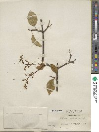 Syringa reticulata subsp. pekinensis image