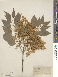 Syringa reticulata image