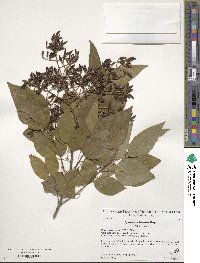 Syringa reticulata subsp. pekinensis image