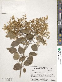 Syringa reticulata image