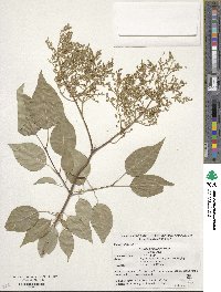 Syringa reticulata image