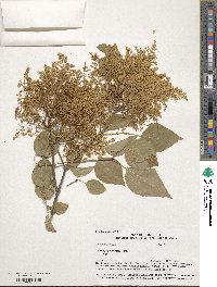 Syringa reticulata image