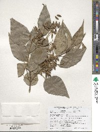 Syringa reticulata image