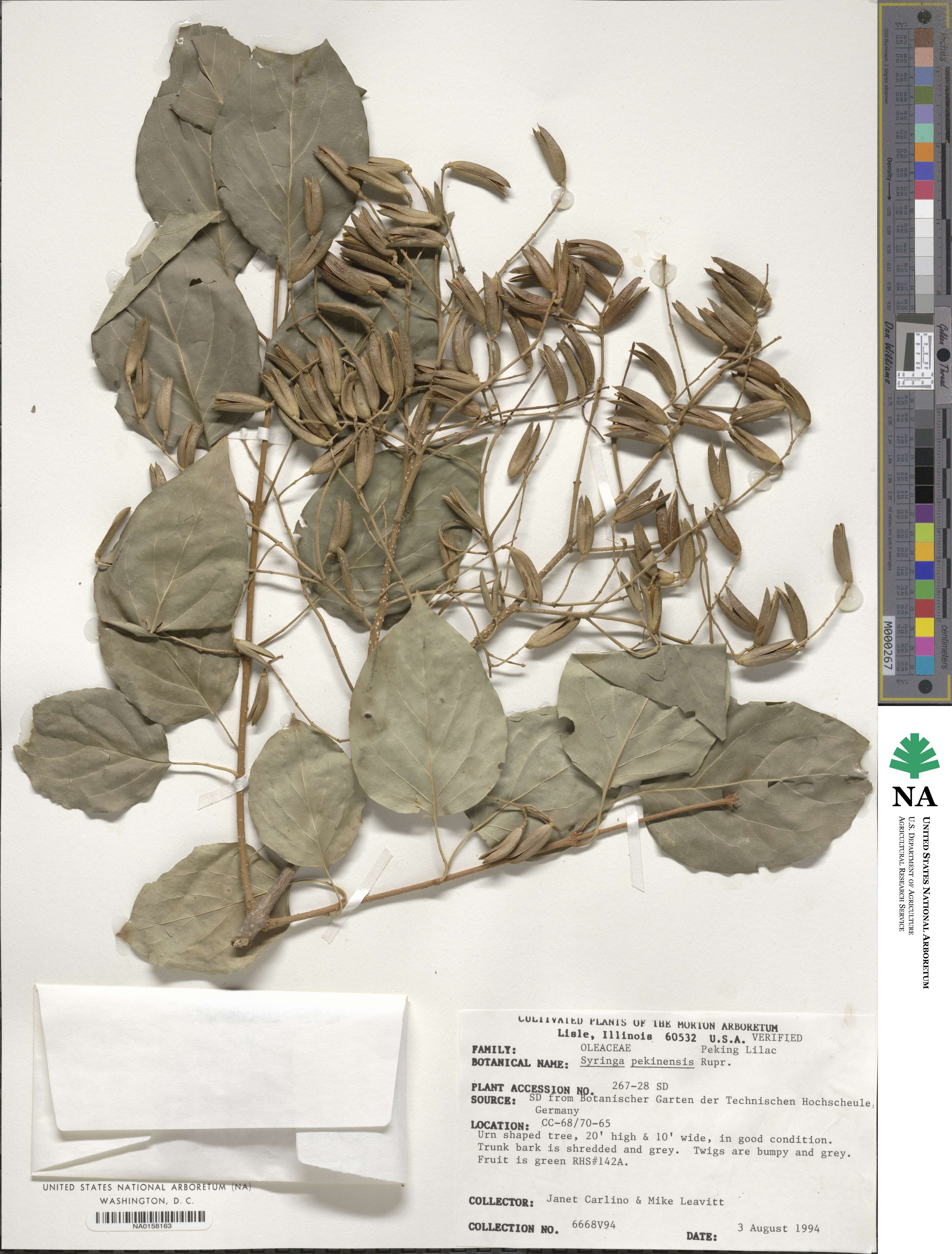 Syringa reticulata subsp. pekinensis image