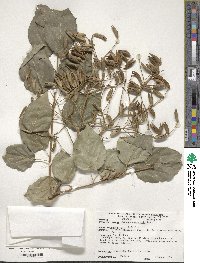 Syringa reticulata subsp. pekinensis image