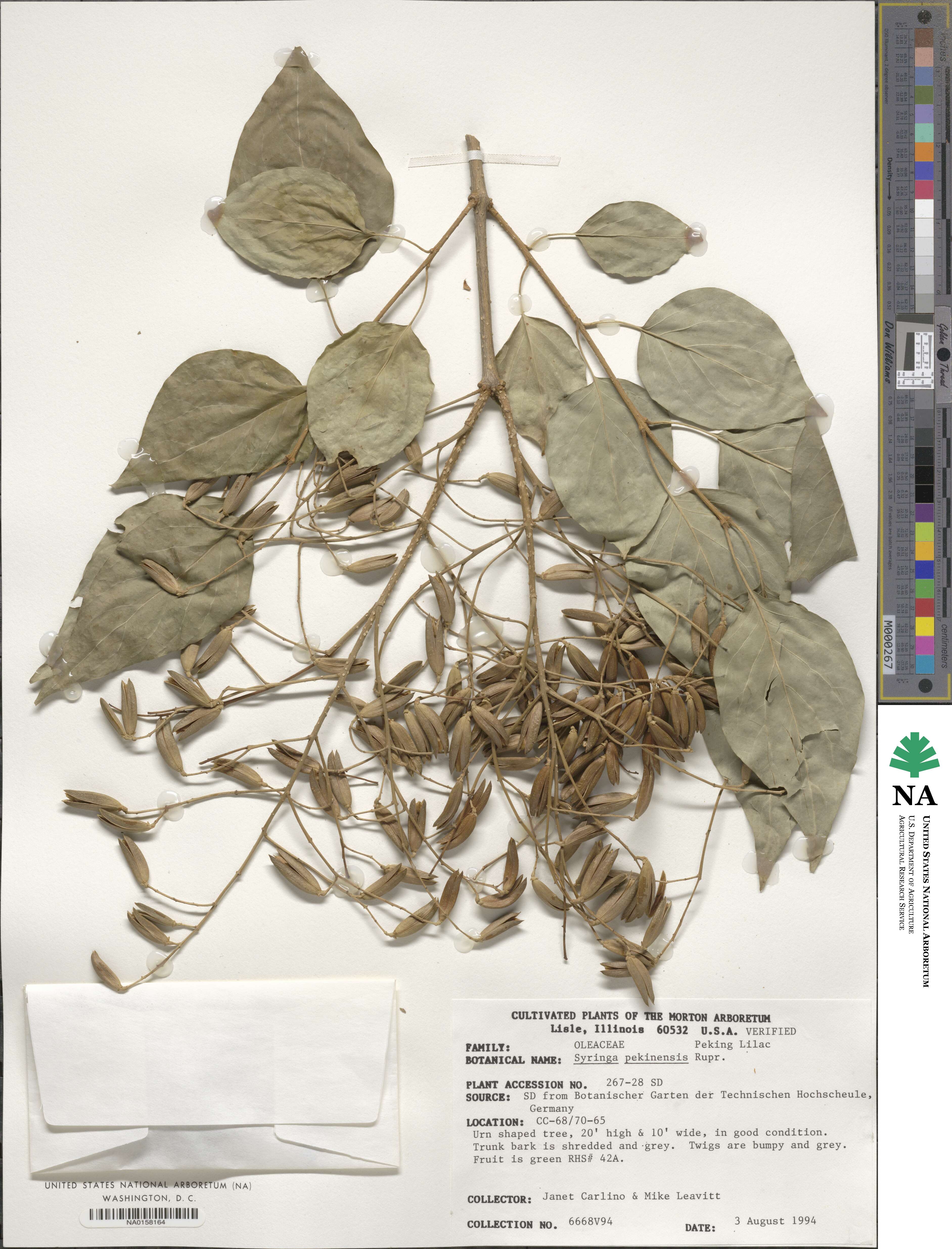 Syringa reticulata image