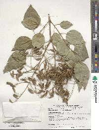 Syringa reticulata subsp. pekinensis image