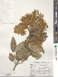 Syringa reticulata subsp. pekinensis image