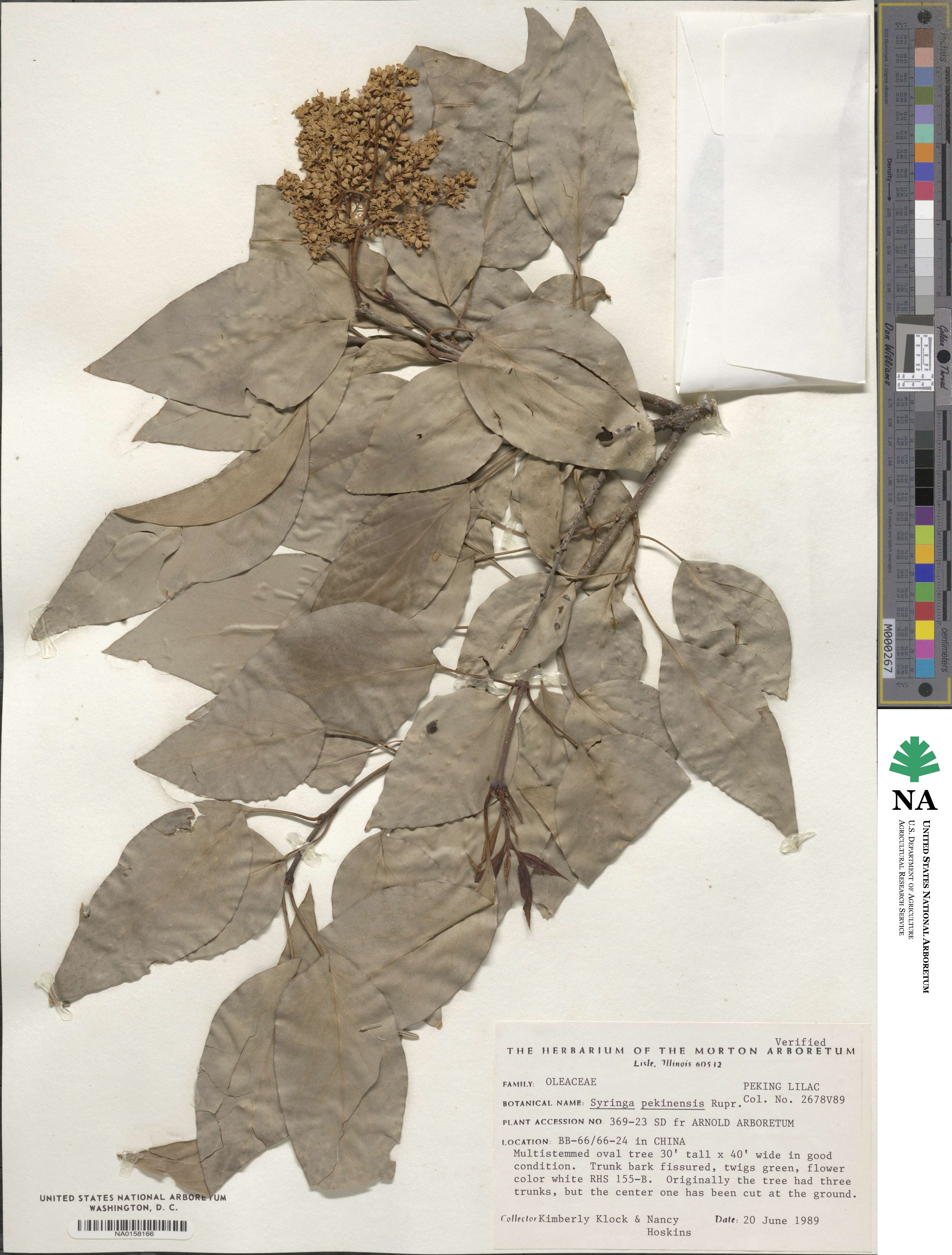 Syringa reticulata subsp. pekinensis image