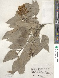 Syringa reticulata subsp. pekinensis image