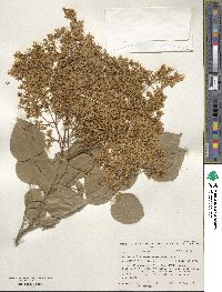 Syringa reticulata image