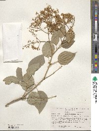 Syringa reticulata subsp. pekinensis image