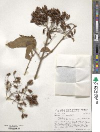 Syringa reticulata subsp. pekinensis image