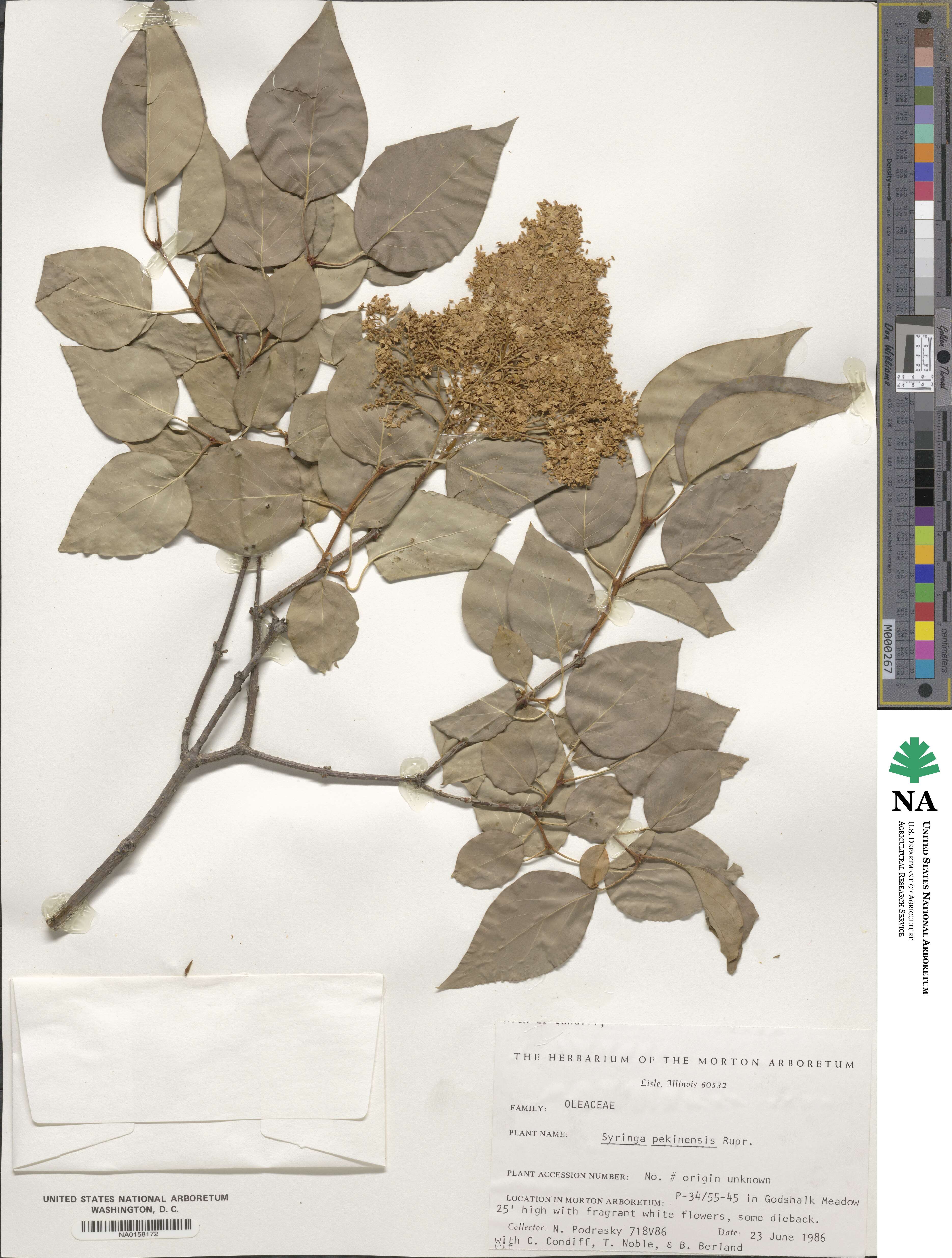 Syringa reticulata subsp. pekinensis image