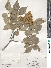 Syringa reticulata subsp. pekinensis image