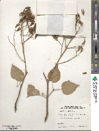 Syringa reticulata subsp. pekinensis image