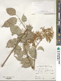 Syringa reticulata subsp. pekinensis image