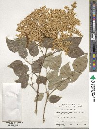 Syringa reticulata subsp. pekinensis image