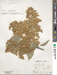 Syringa reticulata subsp. pekinensis image