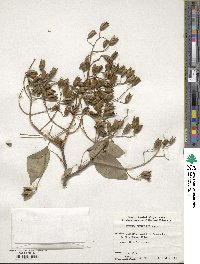 Syringa reticulata subsp. pekinensis image