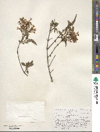 Syringa persica image