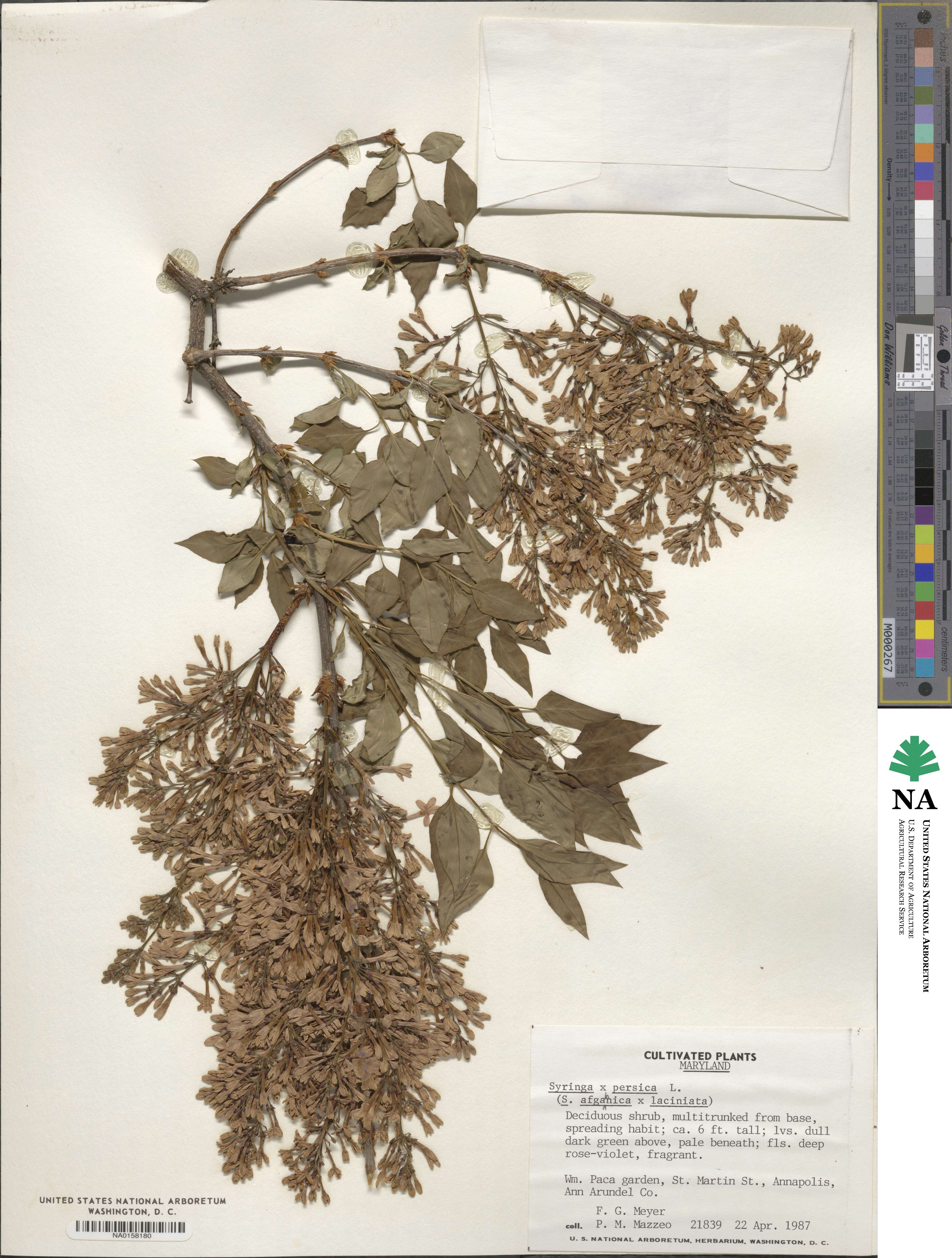 Syringa persica image