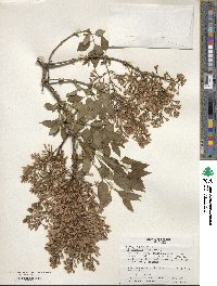 Syringa persica image