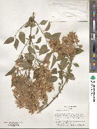 Syringa persica image