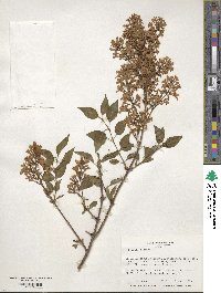 Syringa persica image