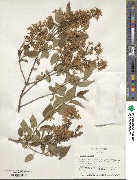 Syringa persica image