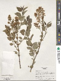 Syringa persica image