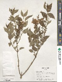 Syringa persica image