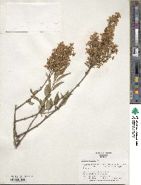 Syringa persica image