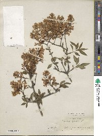 Syringa persica image