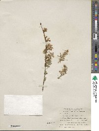 Syringa persica image