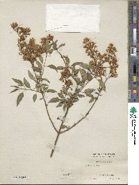 Syringa persica image