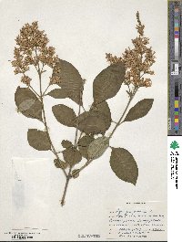 Syringa persica image