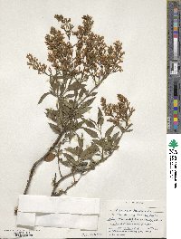 Syringa persica image